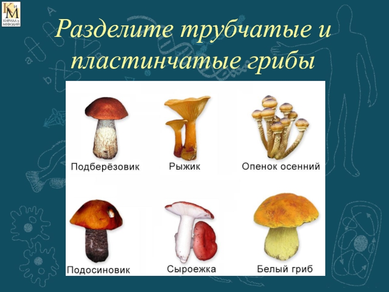 Рисунок пластинчатых грибов