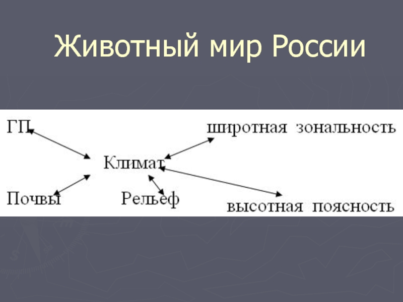 Животный мир России