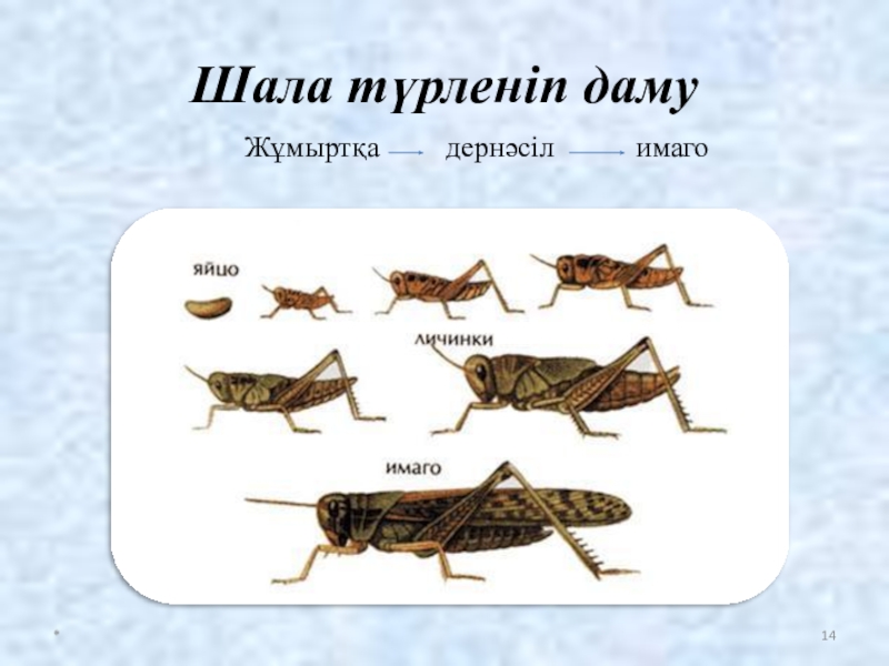 Шала имя. Развитие с неполным превращением у саранчи. Тура даму түрленіп даму. Развитие с неполным превращением у саранчи рис 97. Кузнечик личинка и Имаго.