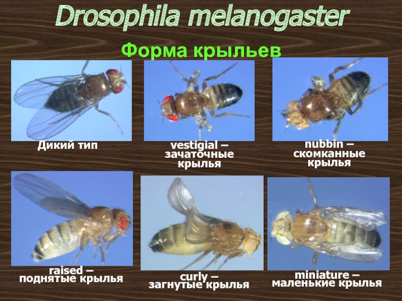 Дрозофилы серое тело нормальные крылья. Drosophila melanogaster генетика. Дрозофила Меланогастер мутации. Типы крыльев дрозофилы. Крыло дрозофилы.