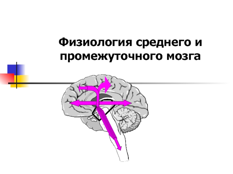 Физиология мозга. Физиология промежуточного мозга. Физиология среднего мозга. Средний мозг физиология. Физиология промежуточного мозга презентация.