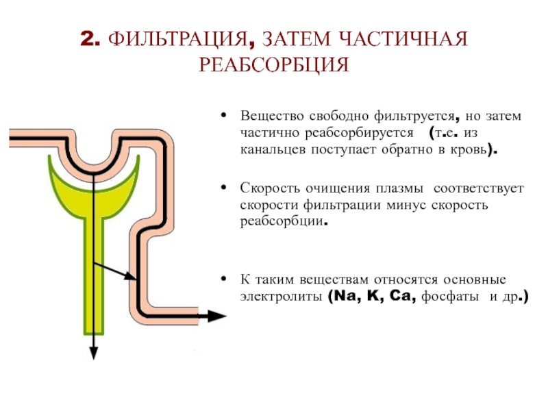 Клубочковая фильтрация канальцевая реабсорбция