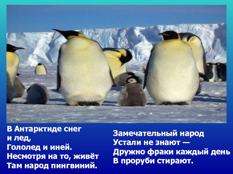 В Антарктиде снег и лед, Гололед и иней. Несмотря на то, живёт Там народ пингвиний. Замечательный народ Устали не знают — Дружно фраки