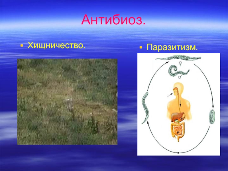 Презентация по биологии антибиоз