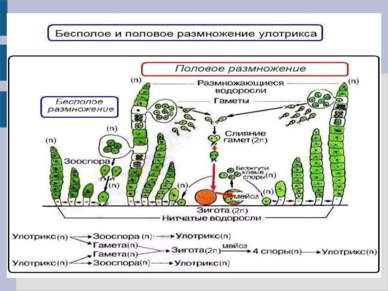 Водоросли общая характеристика презентация