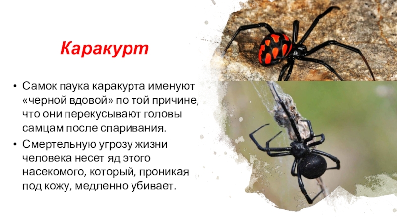 Самка съедающая самца после спаривания. Паук Каракурт в Крыму. Каракурт паук самец. Паук черная вдова Каракурт. Самка каракурта.