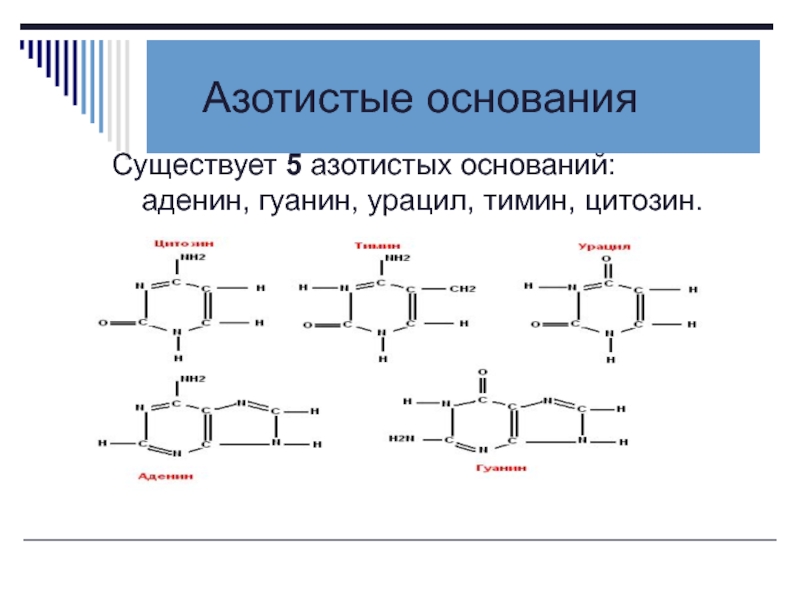 Существует 5. Аденин Тимин урацил. Азотистые основания биохимия. Существует 5 азотистых оснований. Мутации азотистых оснований.