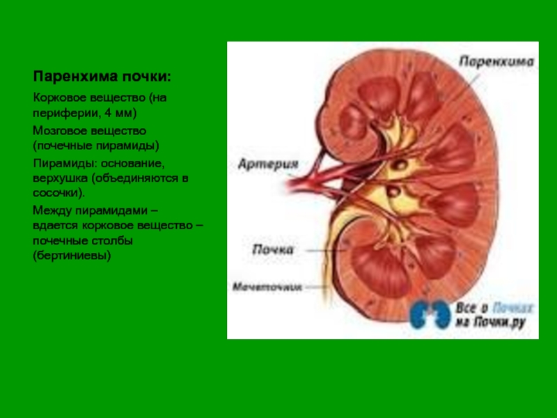 Вещество почки. Паренхима почки или корковое. Почка корковое вещество и пирамиды. Мозговое вещество почки между участками коркового вещества.