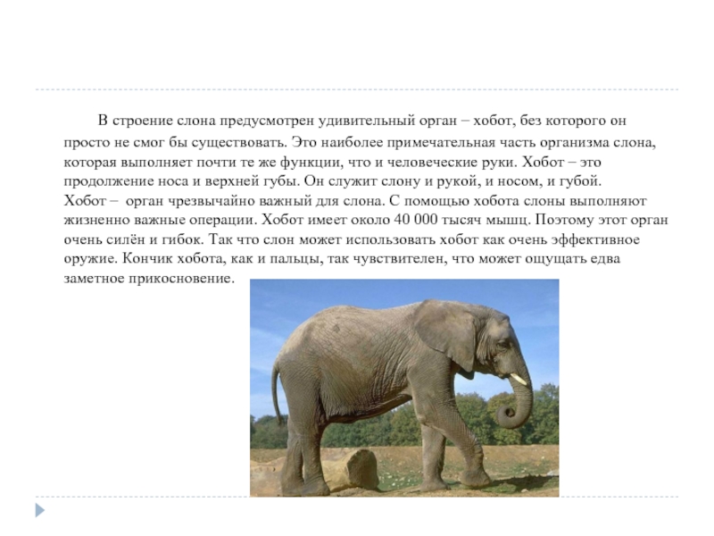 Информация про слона