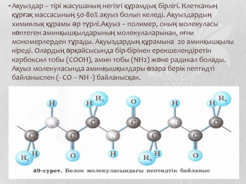 Белоктардың алмасуы презентация