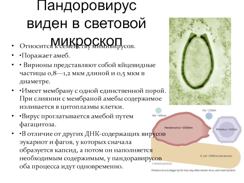 К днк содержащим вирусам относится. Световая микроскопия вирусов. ДНК содержащие вирусы и фаги. Вирион. Видны ли вирусы в световой микроскоп.