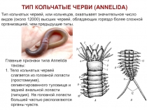 ТИП КОЛЬЧАТЫЕ ЧЕРВИ (ANNELIDA)
Тип кольчатых червей, или кольчецов, охватывает