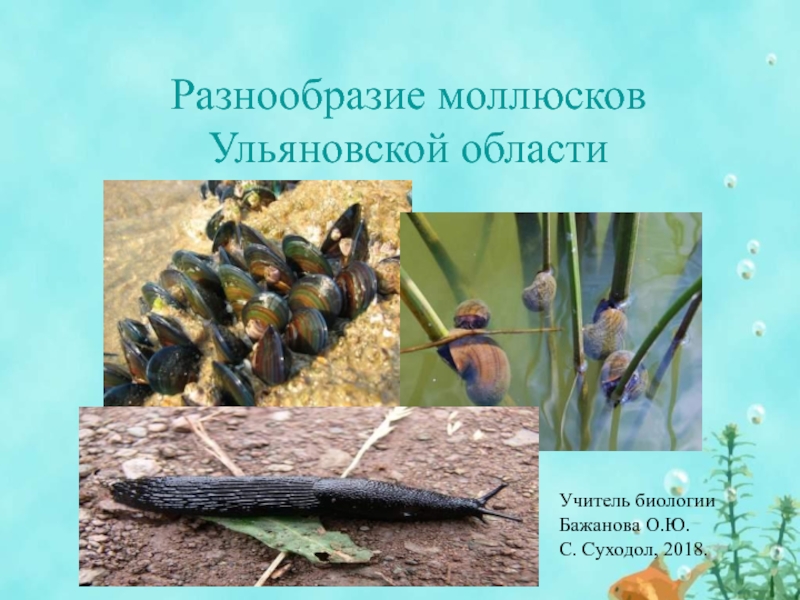 Разнообразие моллюсков Ульяновской области