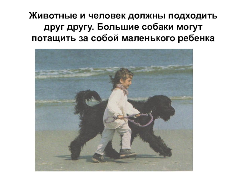 Собака друг человека презентация. Собака верный друг человека презентация. Собака друг человека или человек друг собаки. Презентация собака друг человека или человек друг собаки.