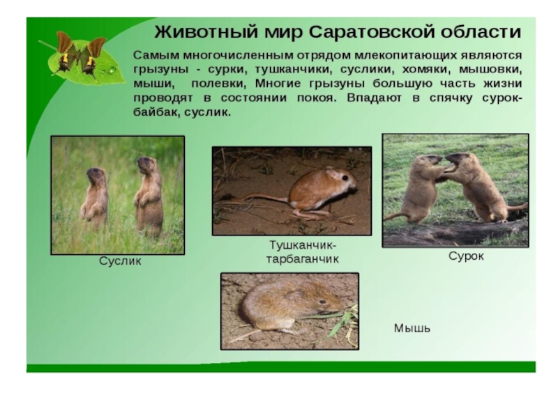 Растительный и животный мир саратовской области презентация