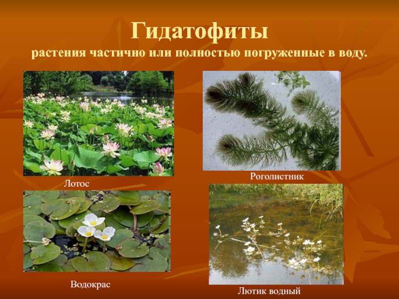 Экологическая группа гидрофиты. Растения Гидатофиты. Элодея гидатофит. Гидатофиты Южного Урала.
