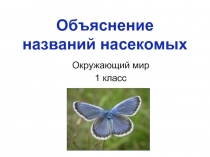 Объяснение названий насекомых (1 класс)