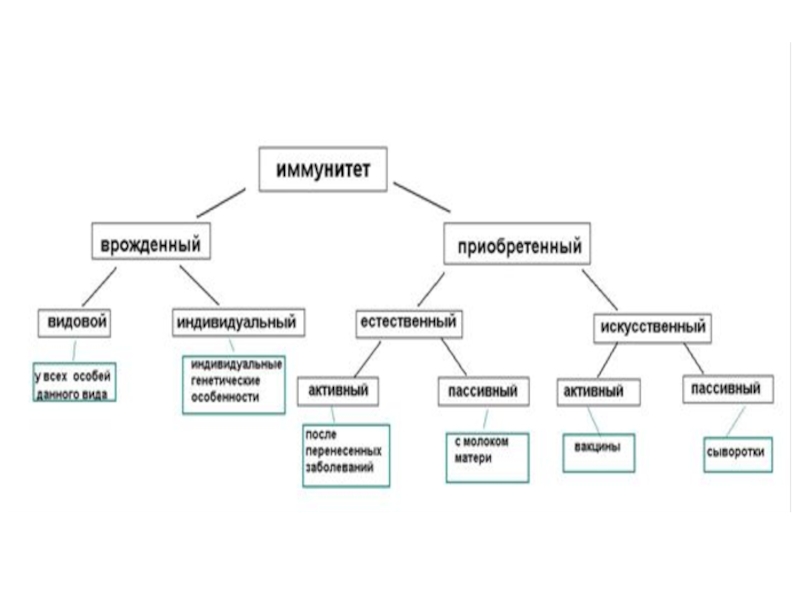 Иммунитет врожденный и приобретенный схема