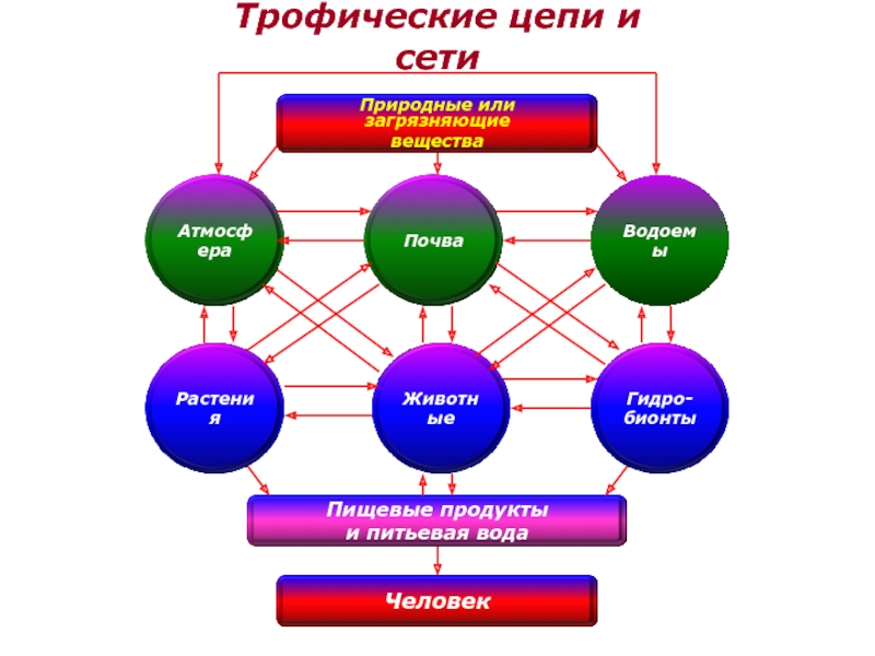 Цепи и сети