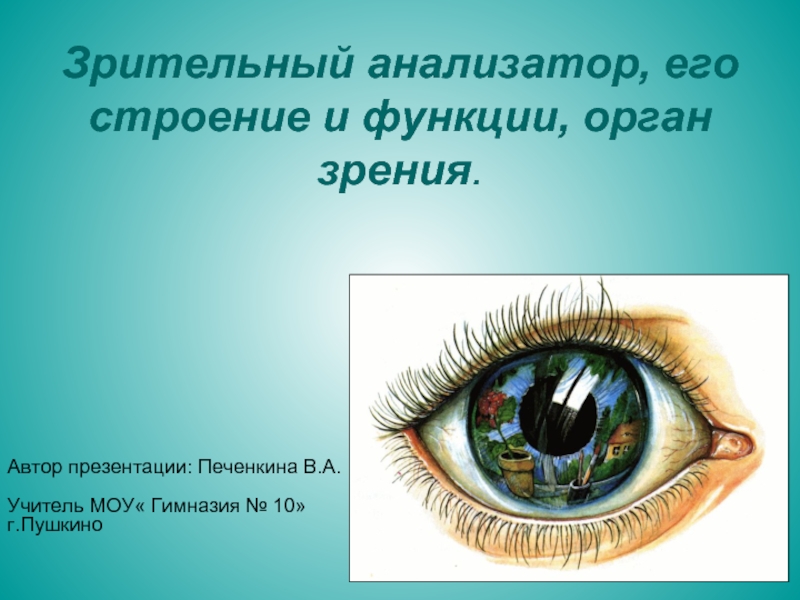 Презентация Зрительный анализатор, его строение и функции, орган зрения