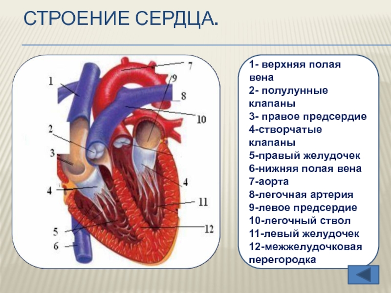 1 левый желудочек 2 левое предсердие. Нижняя полая Вена правое предсердие анатомия. Верхняя полая Вена створчатые клапаны правый желудочек. Строение сердца легочный ствол аорта. Строение сердца полулунный клапан.