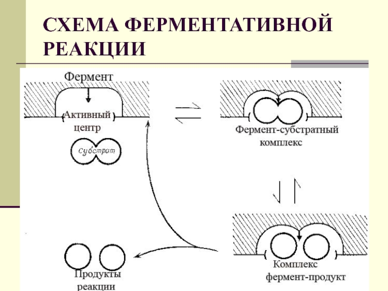 Что такое схема реакции