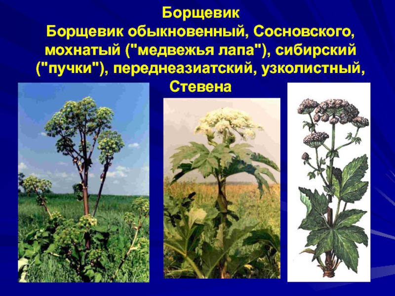 Борщевик сибирский и сосновского отличия фото