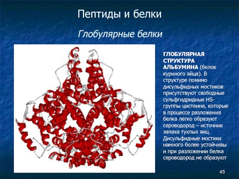 Глобулярные белки. Белки альбумины строение. Пептид в белке. Глобулярные белки крови. Альбумины схема строения.