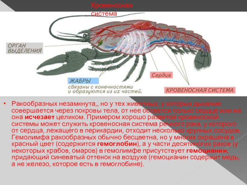 Кровеносная система паукообразных