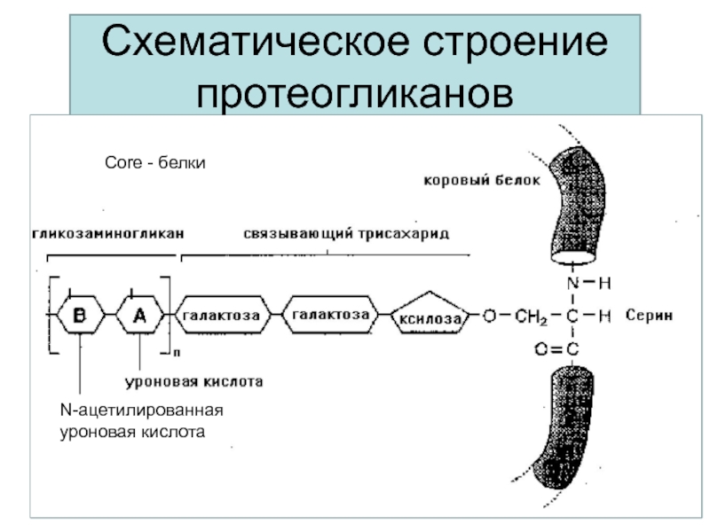 Синтез протеогликанов схема