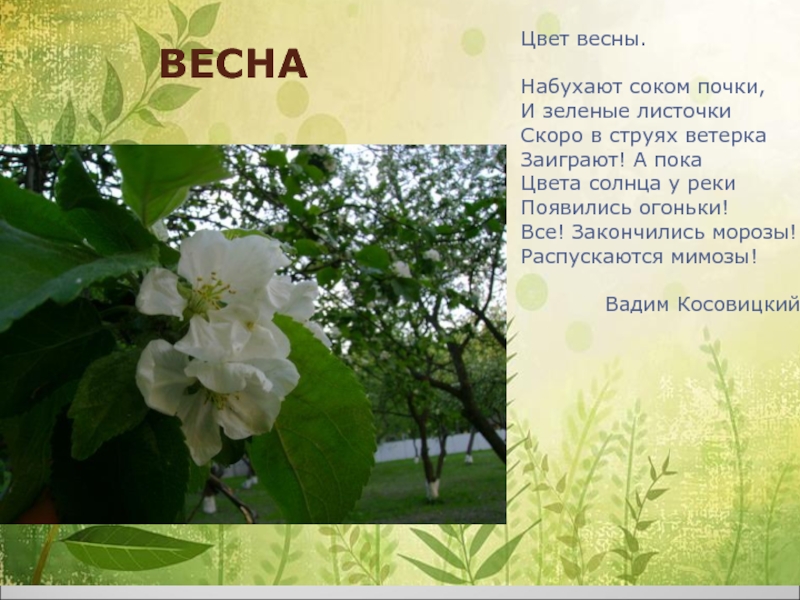 Пока цвет. Цвет весны Вадим Косовицкий. Стих про зеленый лист. Цвет весны Косовицкий стихотворение. Набухают соком почки и зелёные листочки.