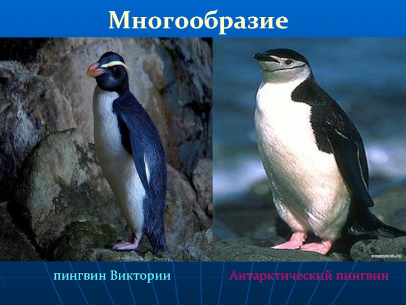 Многообразиепингвин ВикторииАнтарктический пингвин