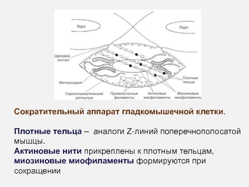 Схема гладкомышечной клетки