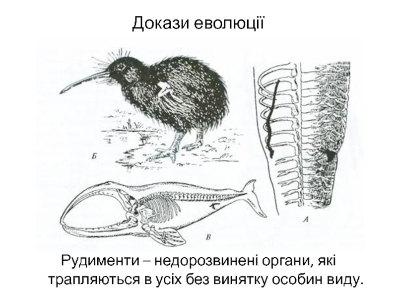 Задние конечности питона. Птица киви рудимент. Птица киви рудиментарные органы. Строение птицы киви. Рудименты тазовых костей кита.