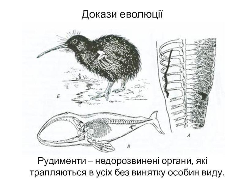 Рассмотрите рисунок 3 на котором представлены часть скелета питона птица киви скелет кита