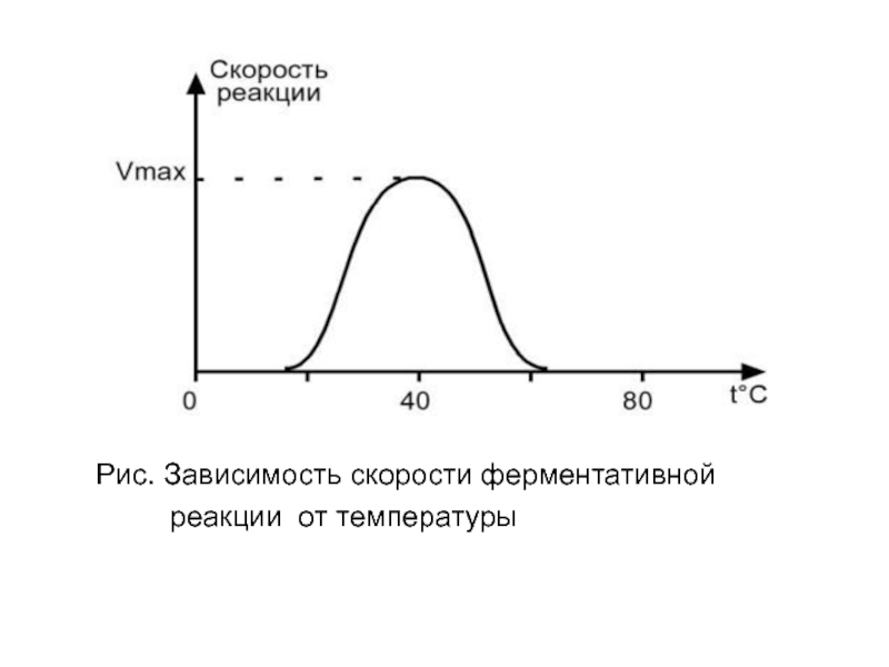 Скорость реакции от температуры. График зависимости скорости ферментативной реакции от температуры. Зависимость скорости ферментативной реакции от температуры. Зависимость скорости ферментативной реакции от РН. Зависимость скорости ферментативной реакции от PH И температуры.