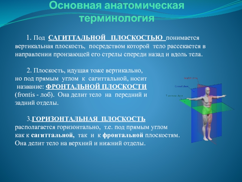 Анатомические термины. Характеристика движения НЧ В вертикальной и сагиттальной плоскостях.