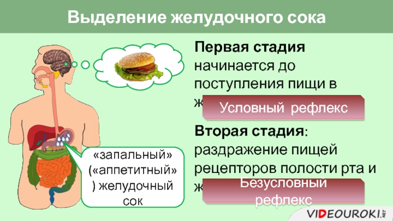 Почему выделяется желудочный сок. Регуляция пищеварения гигиена питания. Фазы выделения желудочного сока. Пищеварительные выделения.