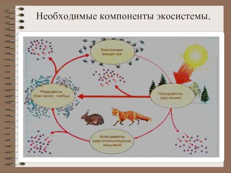 Компоненты биогеоценоза схема