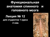 Функциональная морфология   спинного и головного мозга