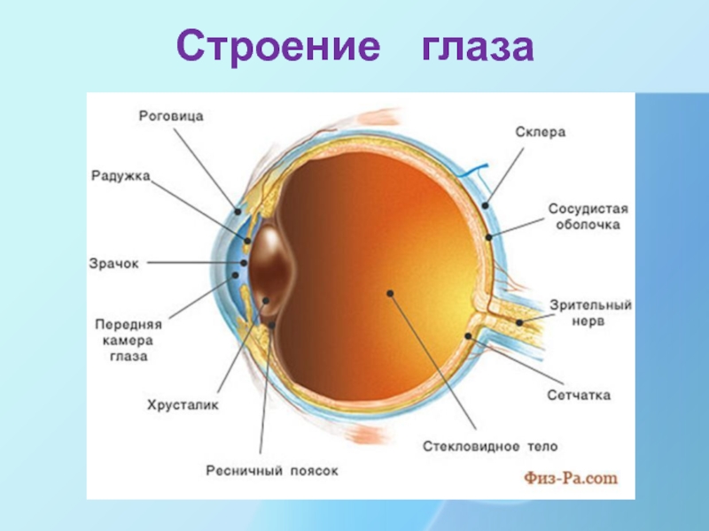 Зрение строение глаза