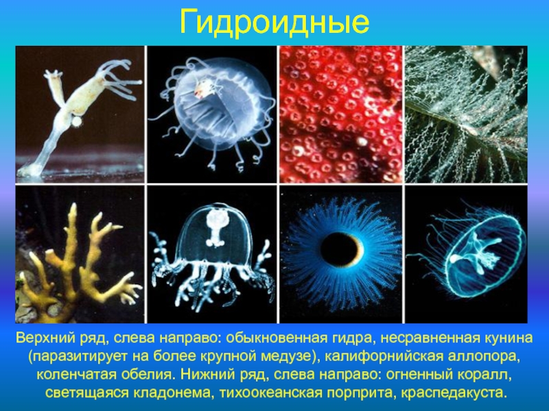 Верхний ряд. Класс Гидроидные представители 7 класс биология. Многообразие гидроидных. Гидроидные презентация. Гидроидные представители рисунок.