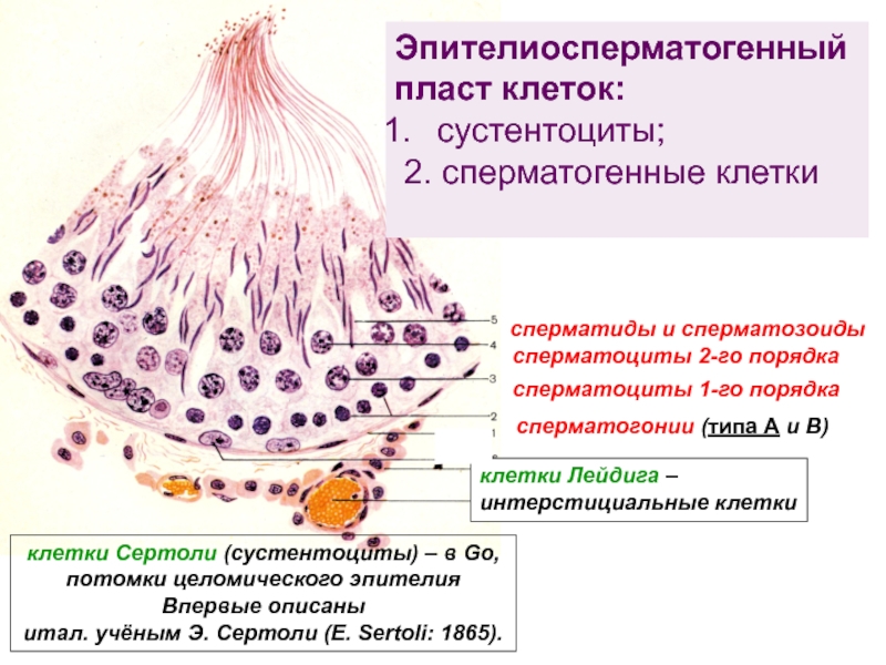 Сустентоциты семенника гистология. Функции сустентоцитов гистология. Сустентоциты клетки Сертоли. Сперматоцит 1 порядка.