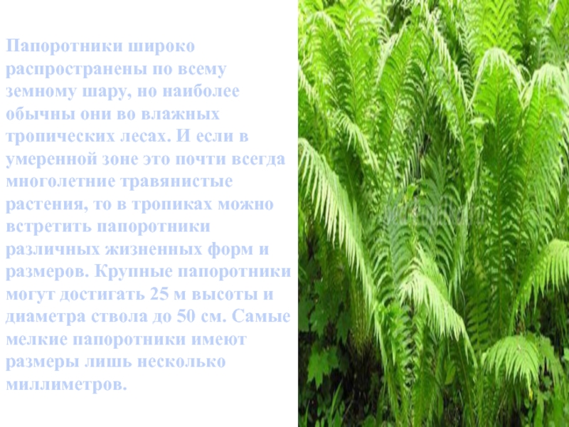 Рассказать о папоротнике. Доклад на тему папоротники. Папоротник доклад. Рассказ о папоротнике.