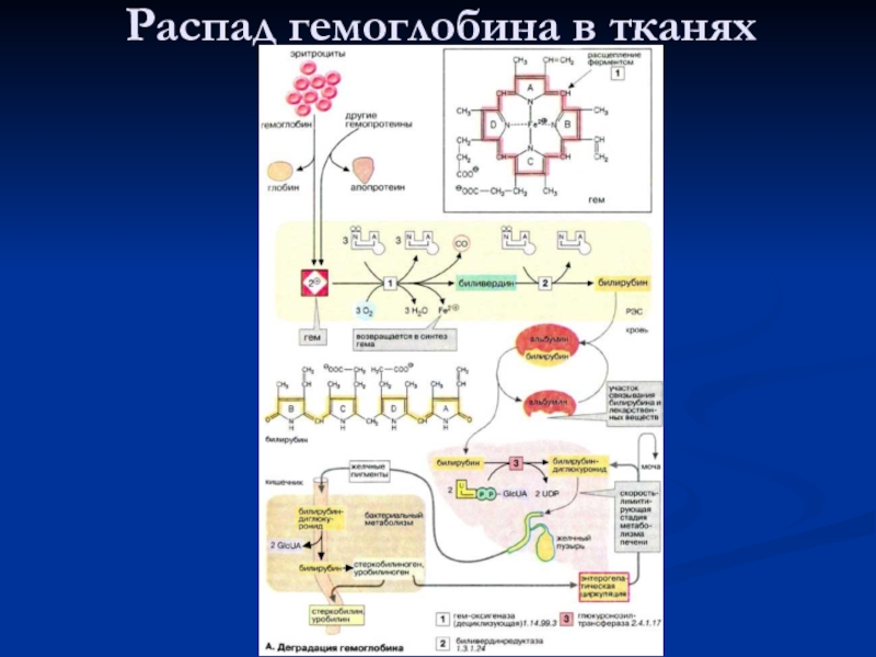 Распад тканей. Второй этап распада гемоглобина происходит в клетках. Схема утилизации гемоглобина. Схема распада гемоглобина в тканях. Схема тканевого распада гемоглобина.