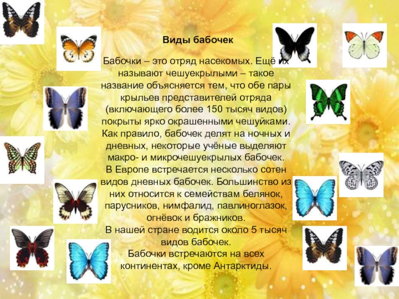 Включи бабочки 2
