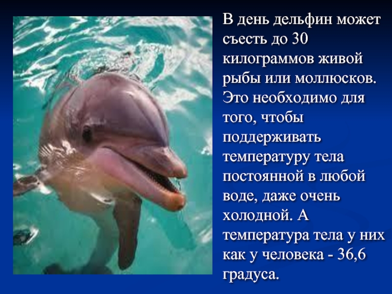 В день дельфин может съесть до 30 килограммов живой рыбы или моллюсков. Это необходимо для того, чтобы