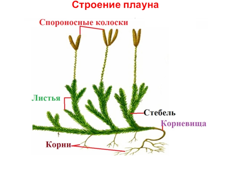 Какими цифрами на схеме обозначены группы организмов к которым относят изображенных растения плаун