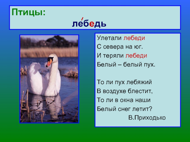 Лебедь белая текст. Улетели лебеди Приходько. Улетели лебеди Приходько стихотворение. Улетали лебеди с севера. Стих улетали лебеди с севера на Юг.