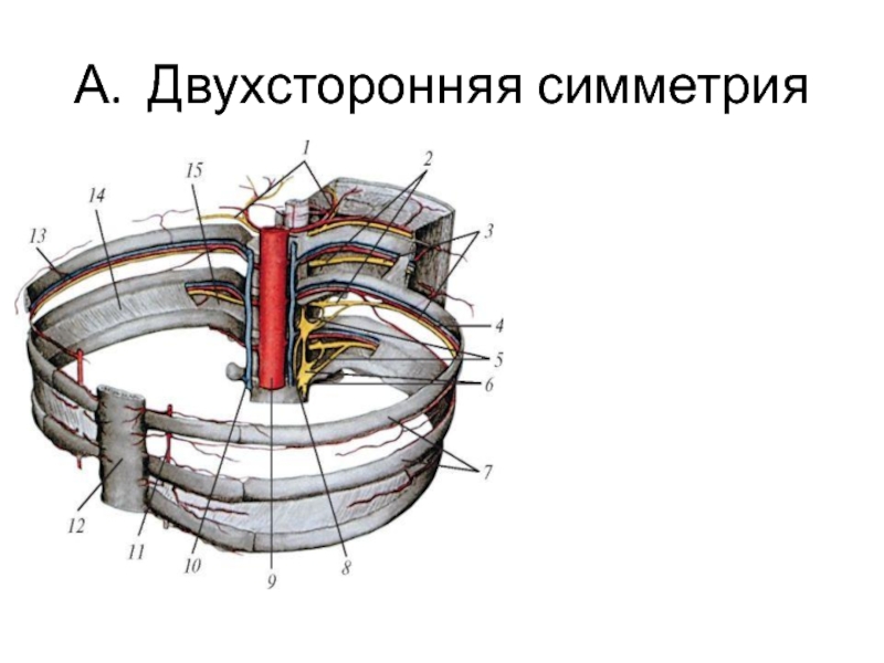 Двухсторонняя симметрия